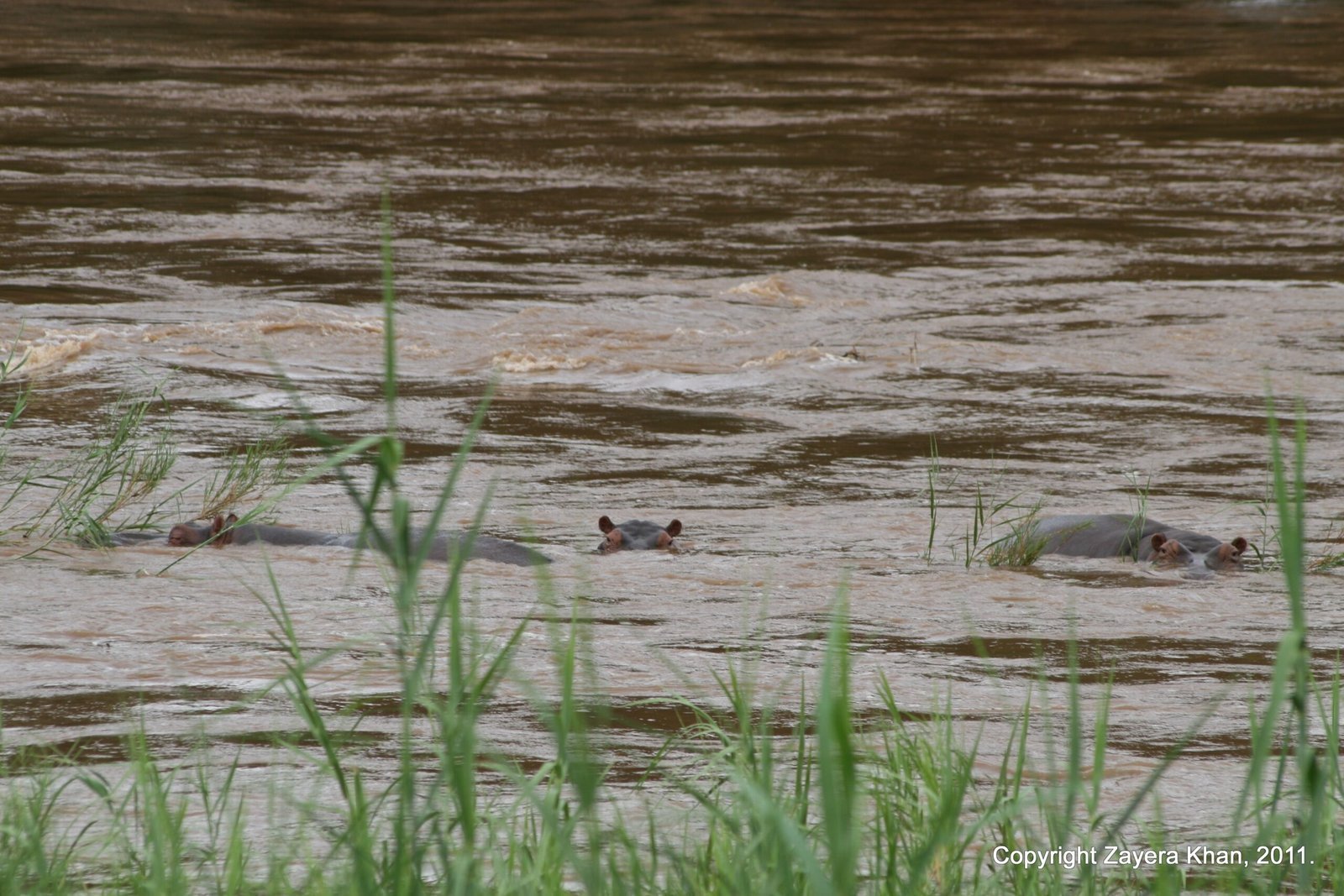 Hippos show their backs in a brown river near Hoedspruit, South Africa.