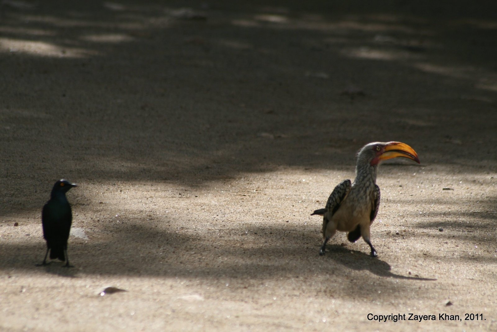 A yellow-billed hornbill and a starling stand on a sandy path near Hoedspruit.