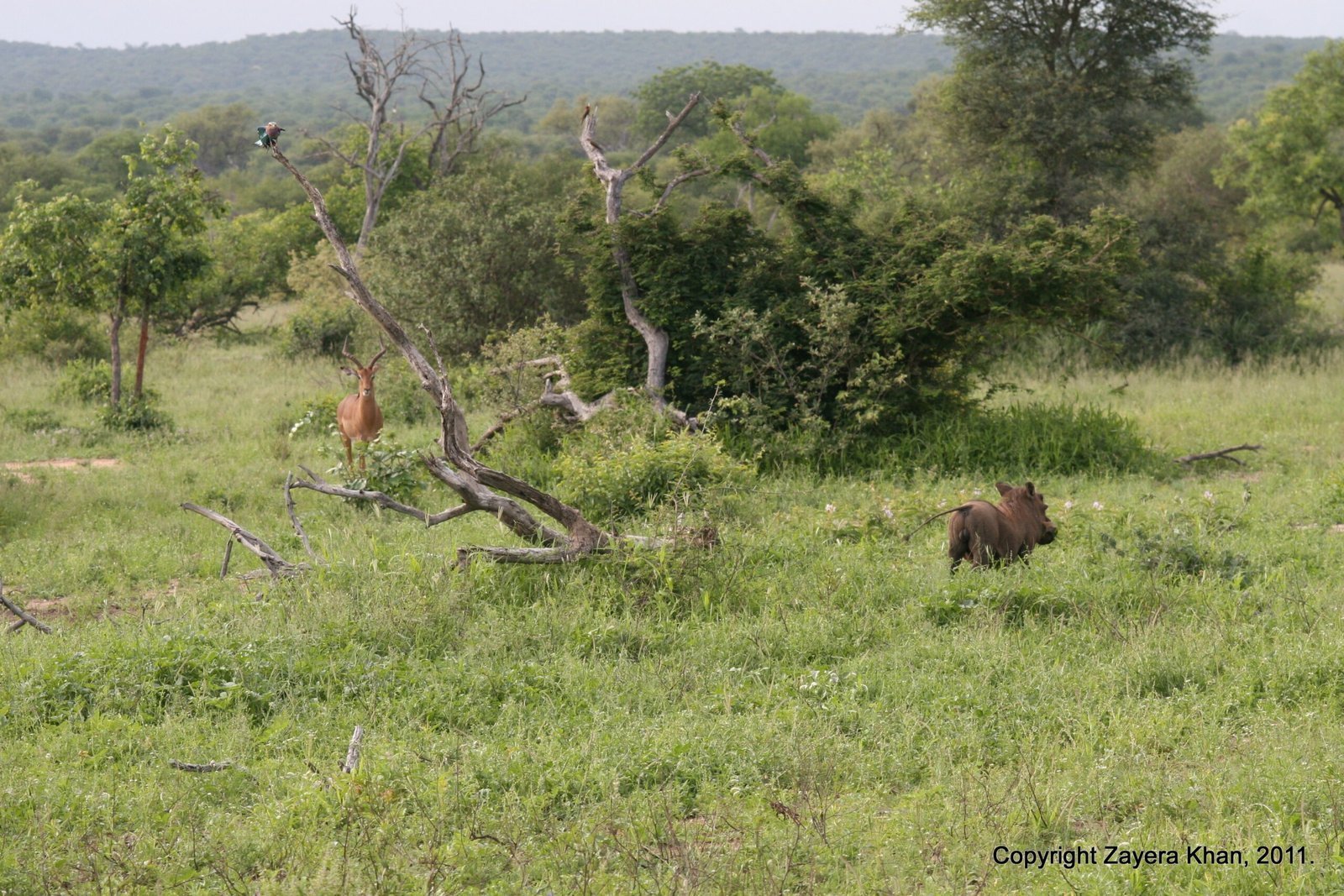 An impala and a warthog feed in green bush near Hoedspruit.