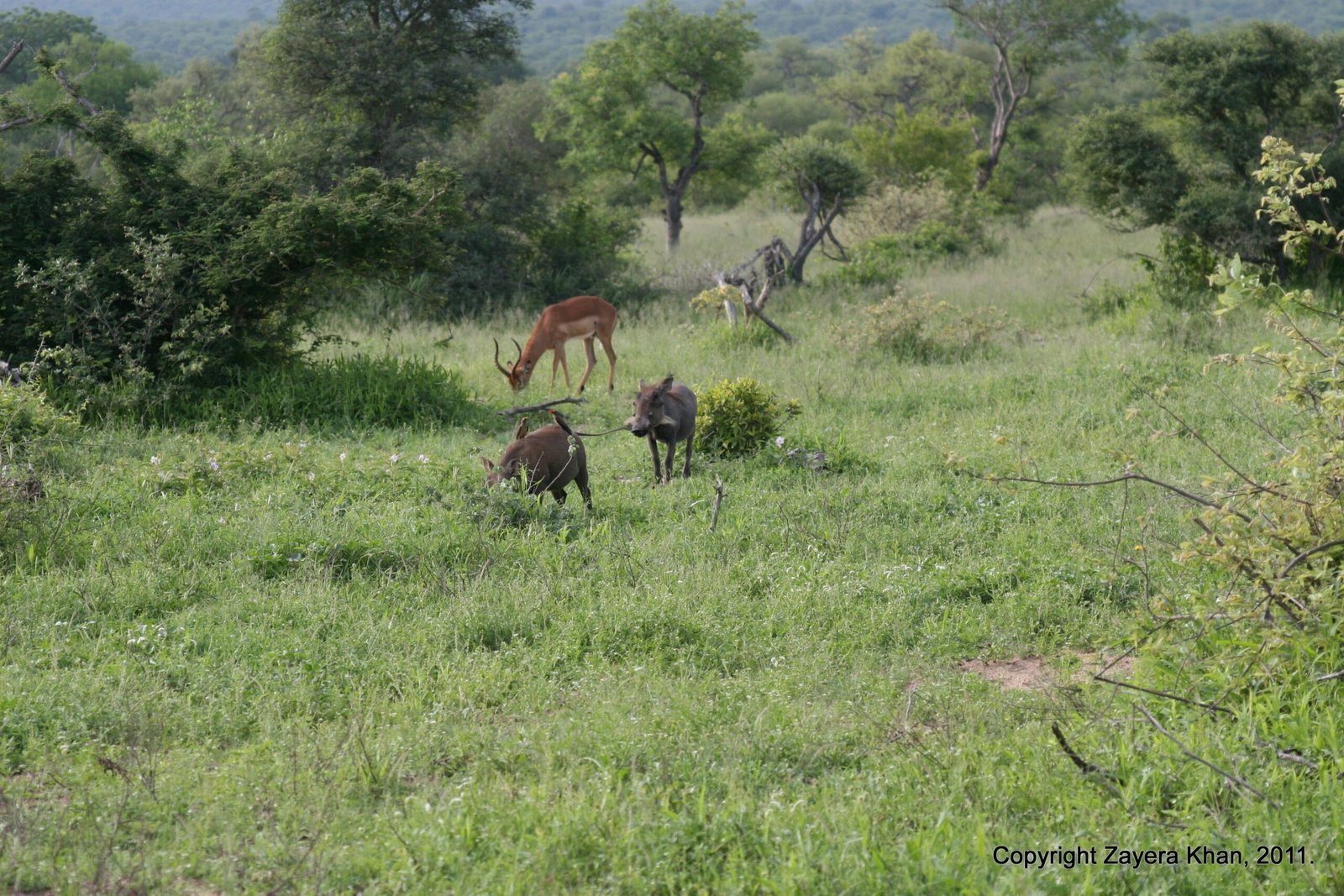 An impala and wildebeest graze in green grass near Hoedspruit.