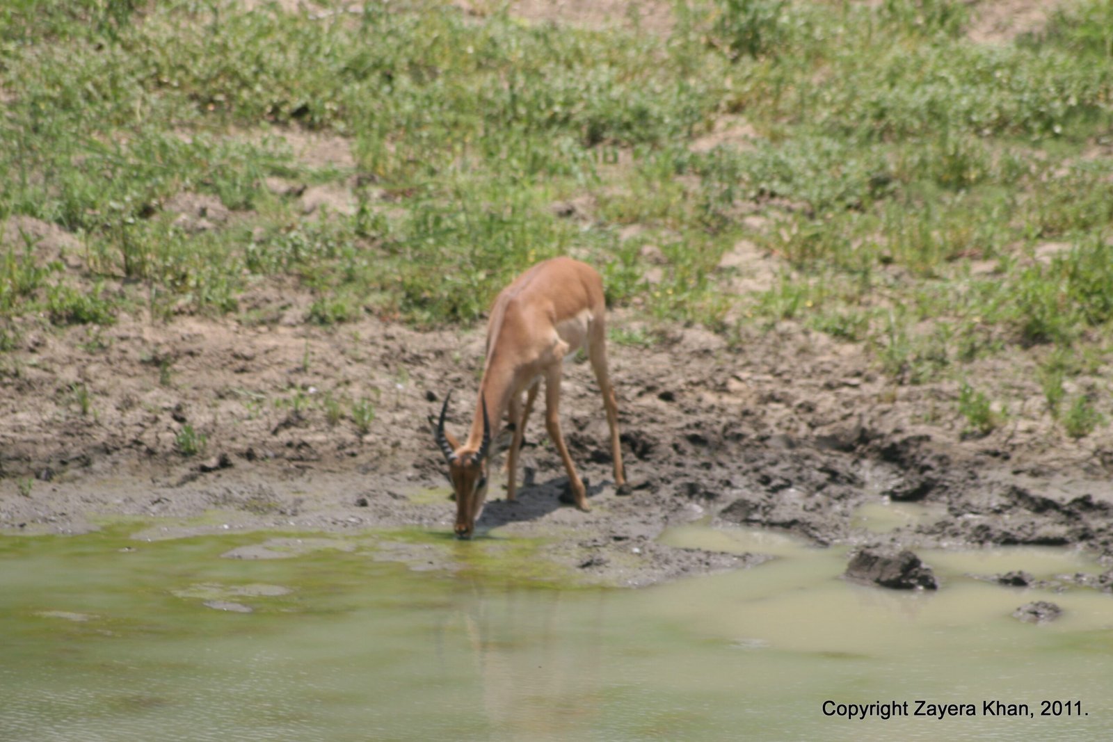 An impala drinks at a green muddy pool in the bush near Hoedspruit.
