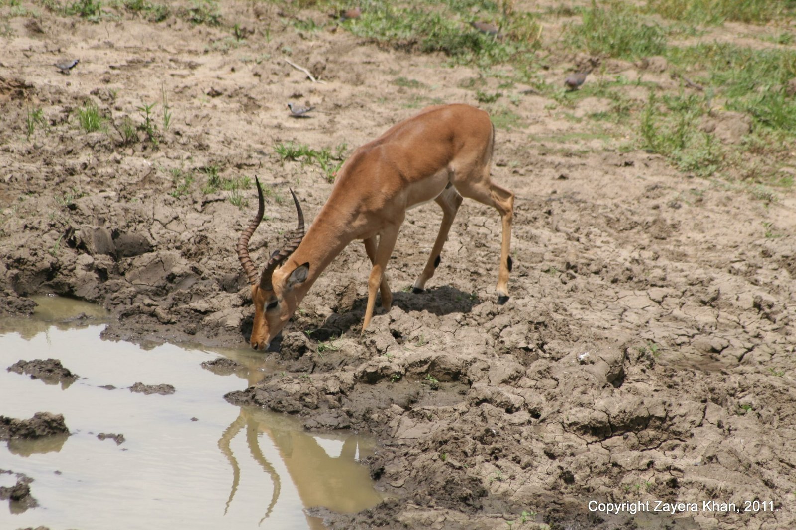 An impala ram drinks from a small muddy pool near Hoedspruit, South Africa.