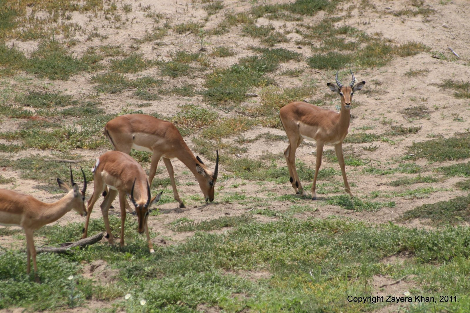 A small herd of impalas grazes in a sandy clearing near Hoedspruit.