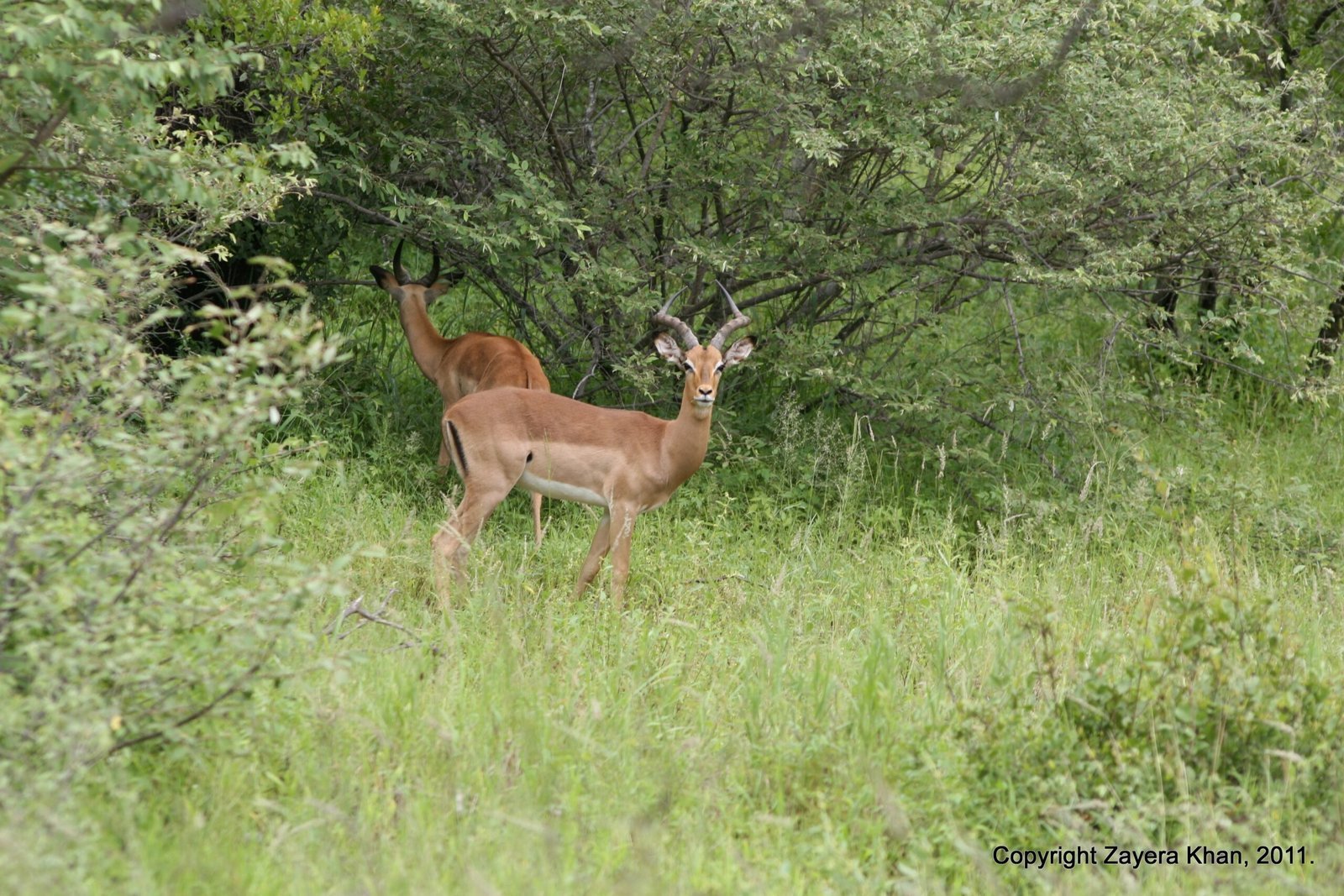 Two impalas stand in green bush near Hoedspruit, South Africa.