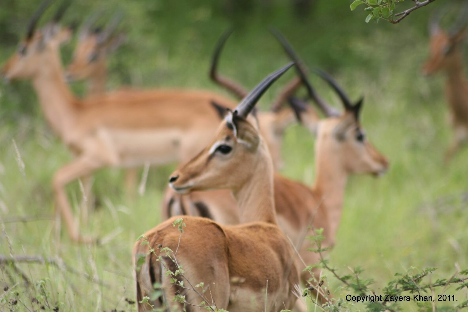 Impala rams with curved horns stand close together in green grass near Hoedspruit.