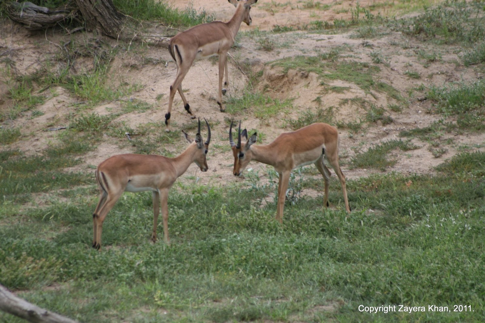 Two impala rams lock horns in a sandy clearing near Hoedspruit.