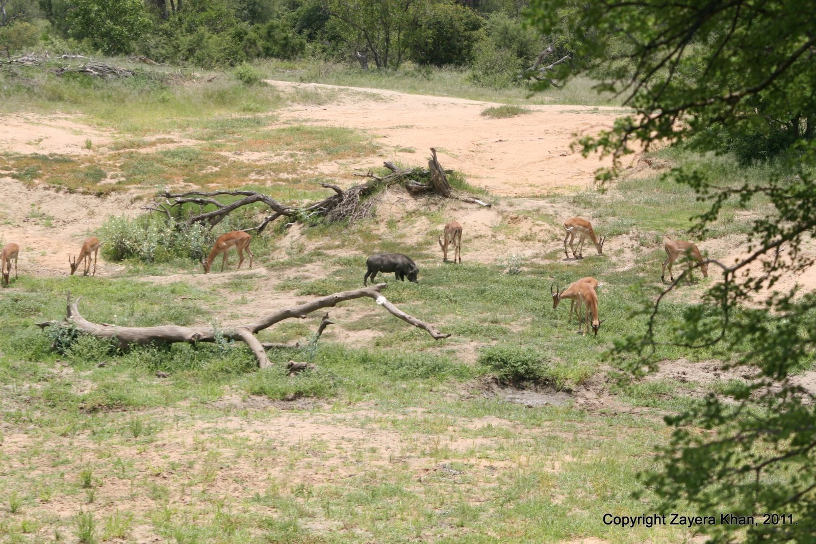 Impalas and a warthog graze in a sandy clearing near Hoedspruit.