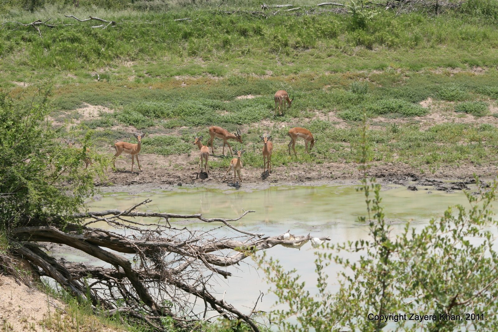 Impalas drink at a green pool in the bush near Hoedspruit.