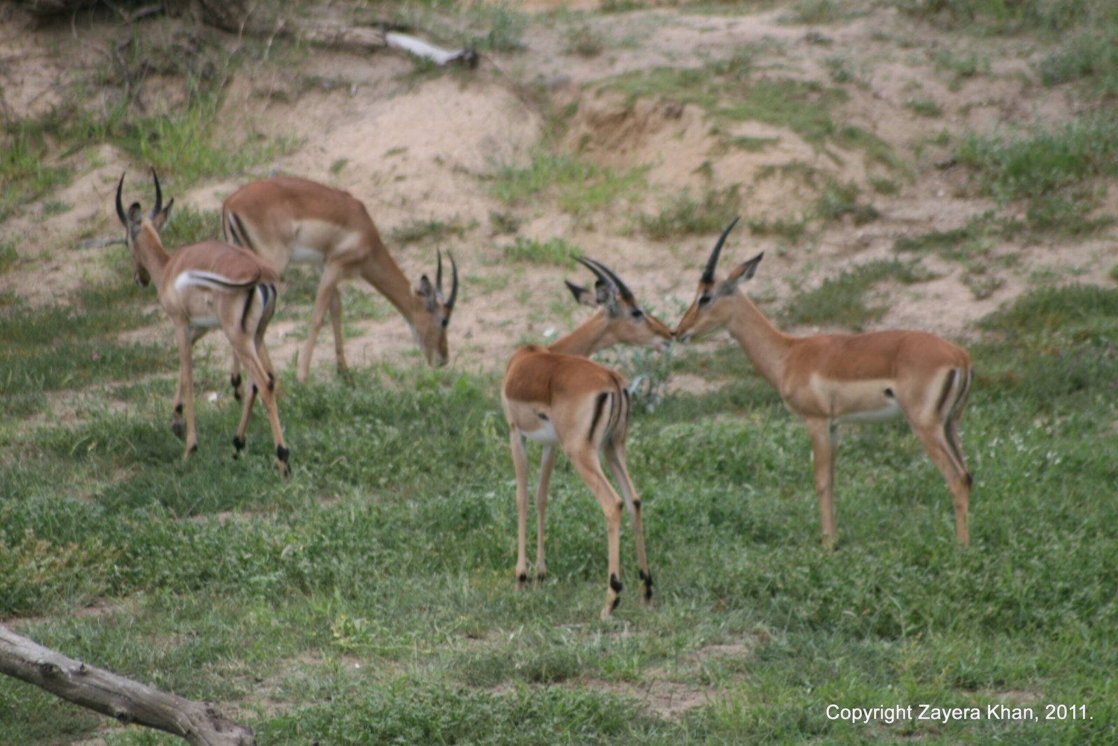 Four impalas graze and touch noses in a green clearing near Hoedspruit.