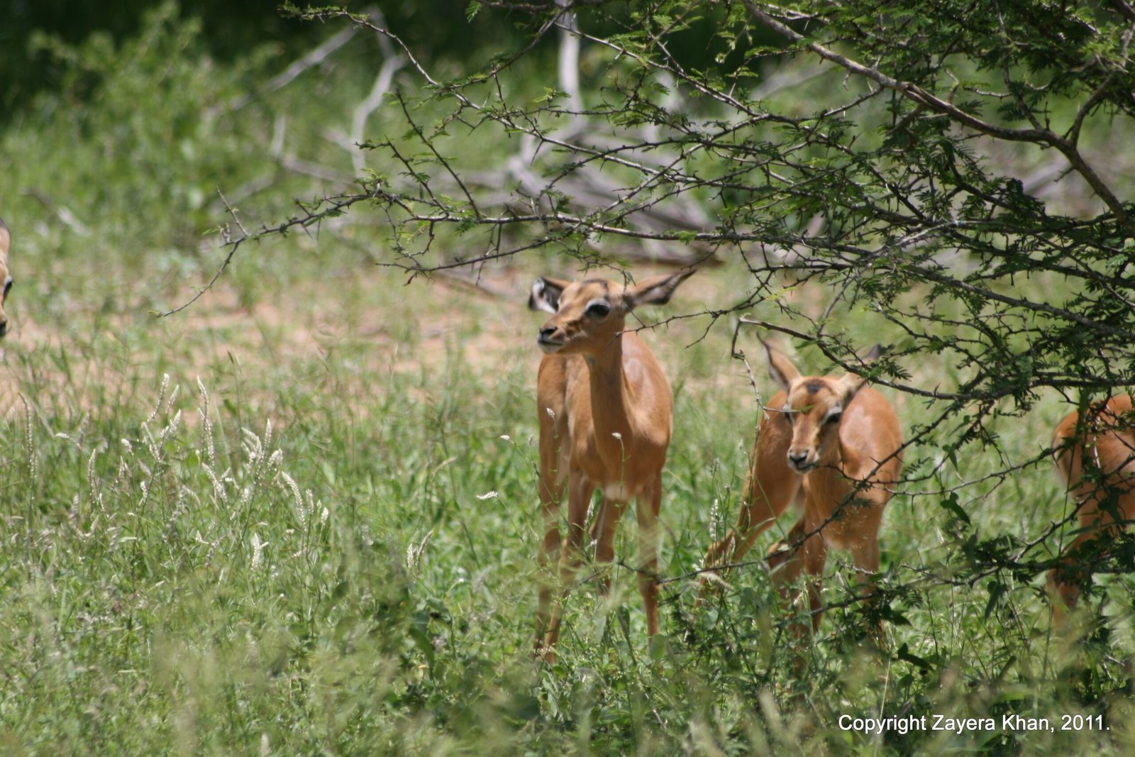 Impalas stand in long grass under trees near Hoedspruit, South Africa.
