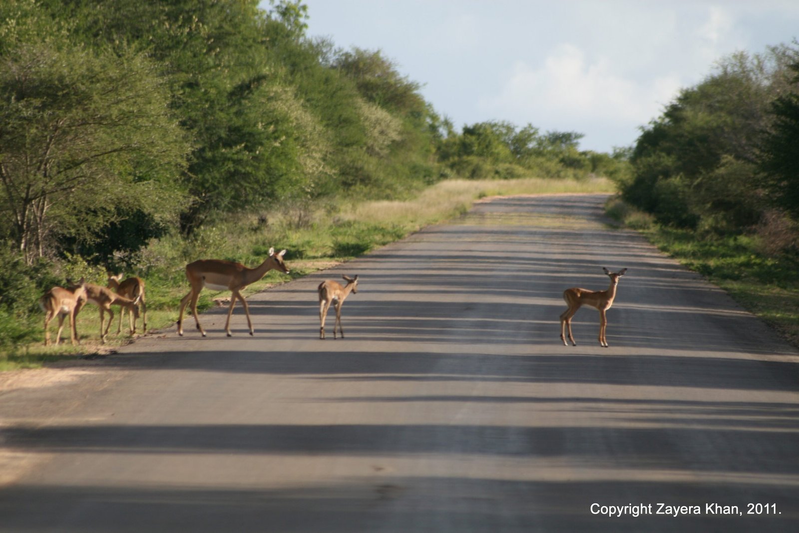 A small group of impalas crosses a bush road near Hoedspruit, South Africa.