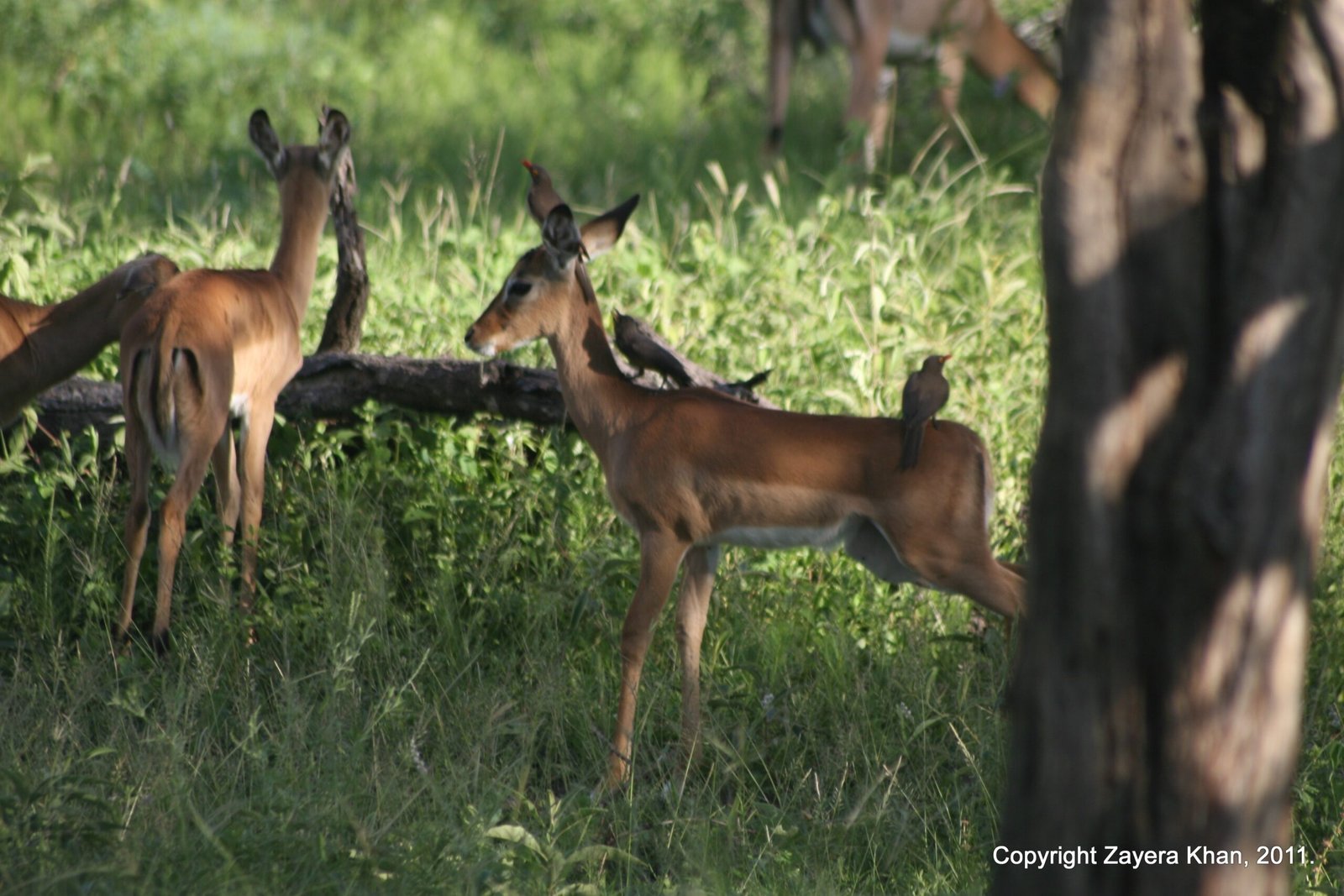 Impalas stand in shade with an oxpecker bird on one back near Hoedspruit.