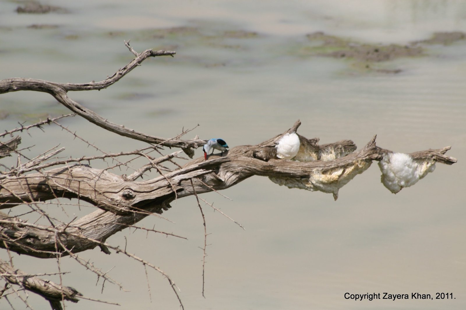 A small blue kingfisher sits on a dead branch over brown water near Hoedspruit.