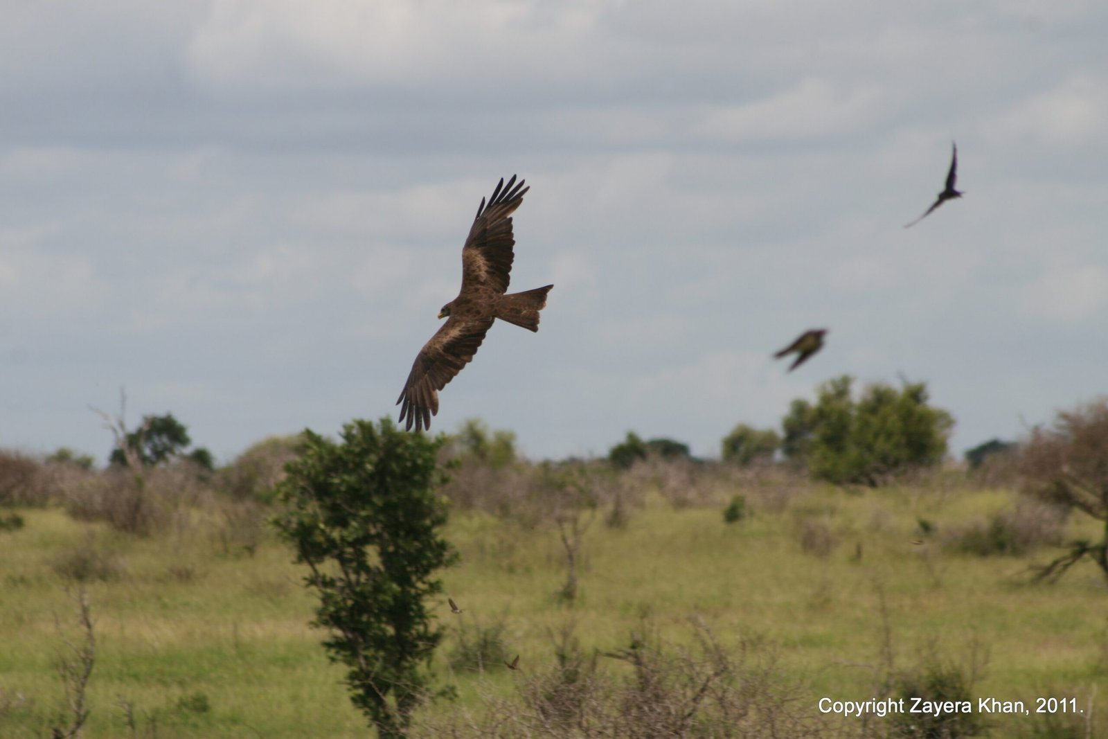 Birds of prey fly low over green savanna near Hoedspruit, South Africa.