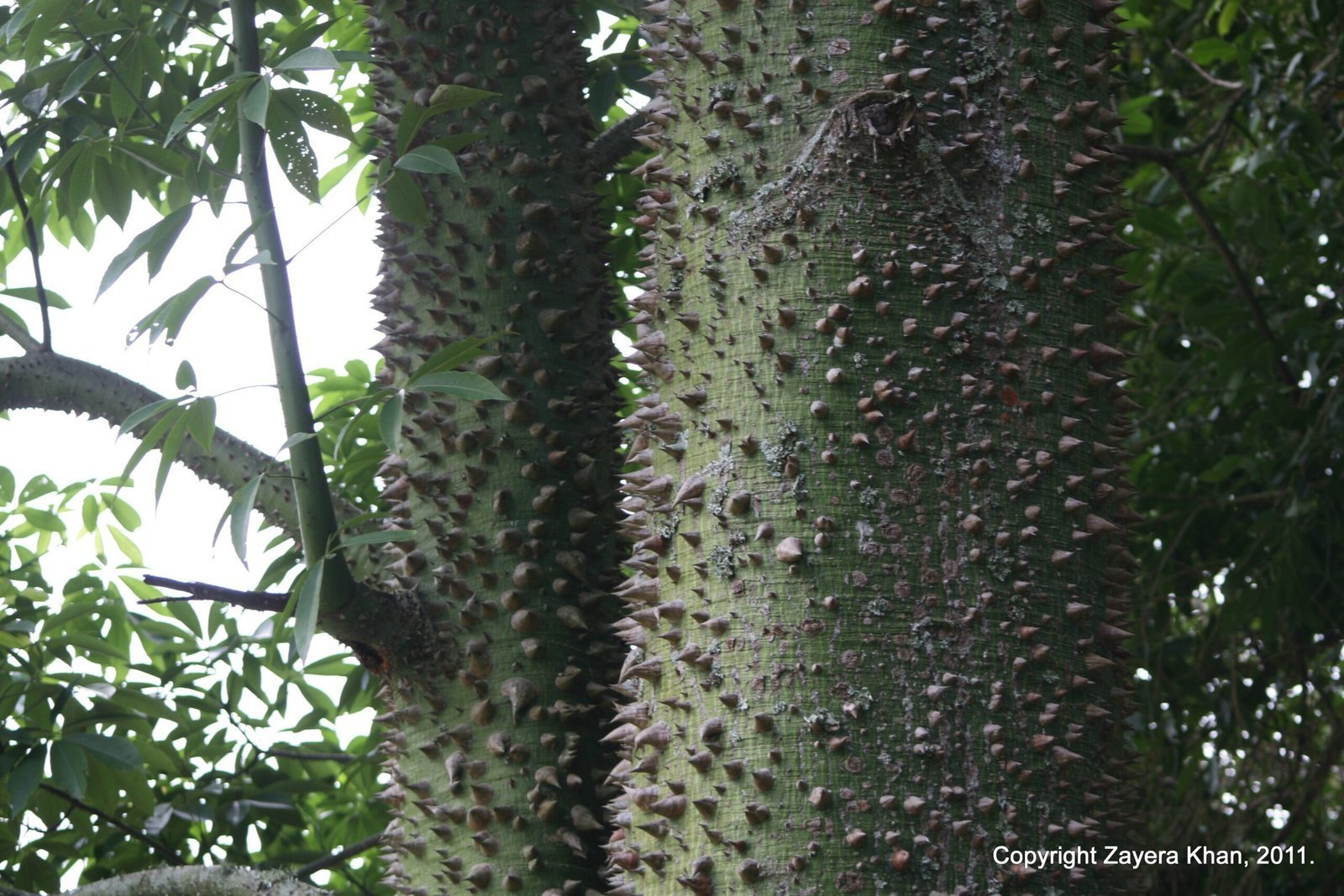 A tree trunk covered with thick thorns stands in the bush near Hoedspruit.