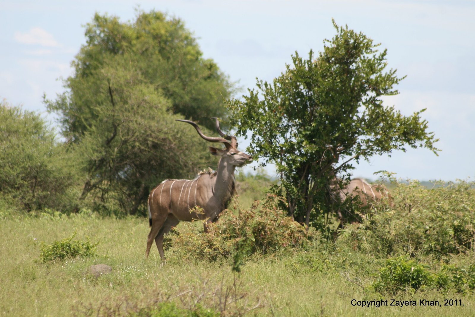 A kudu bull with long spiral horns stands by trees near Hoedspruit.