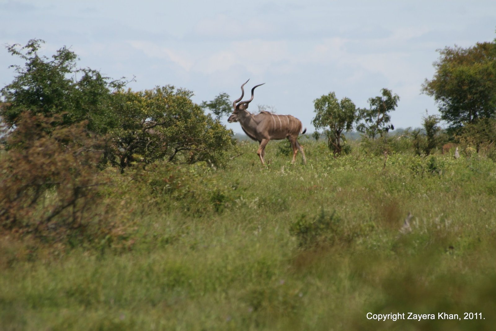 A kudu bull with spiral horns stands in green bush near Hoedspruit, South Africa.