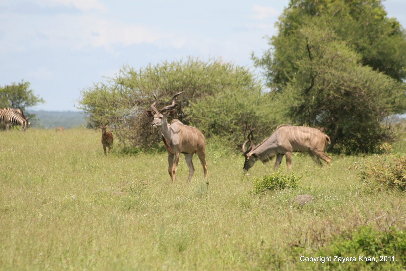 Kudu antelopes graze on a grassy plain near bushes near Hoedspruit.