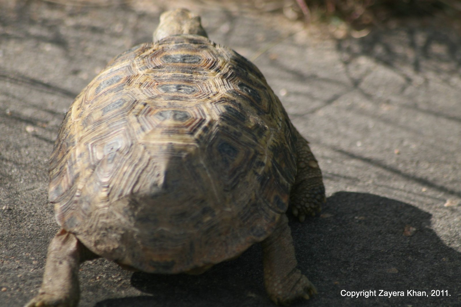 A leopard tortoise walks across a paved road near Hoedspruit, South Africa.