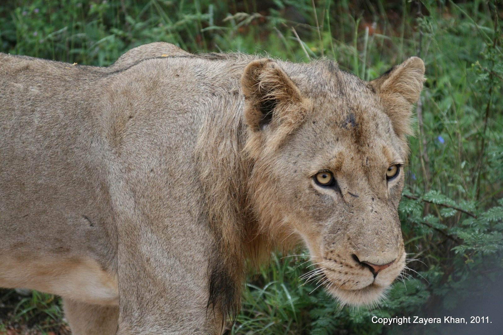 A young lion looks into the camera from close range near Hoedspruit.