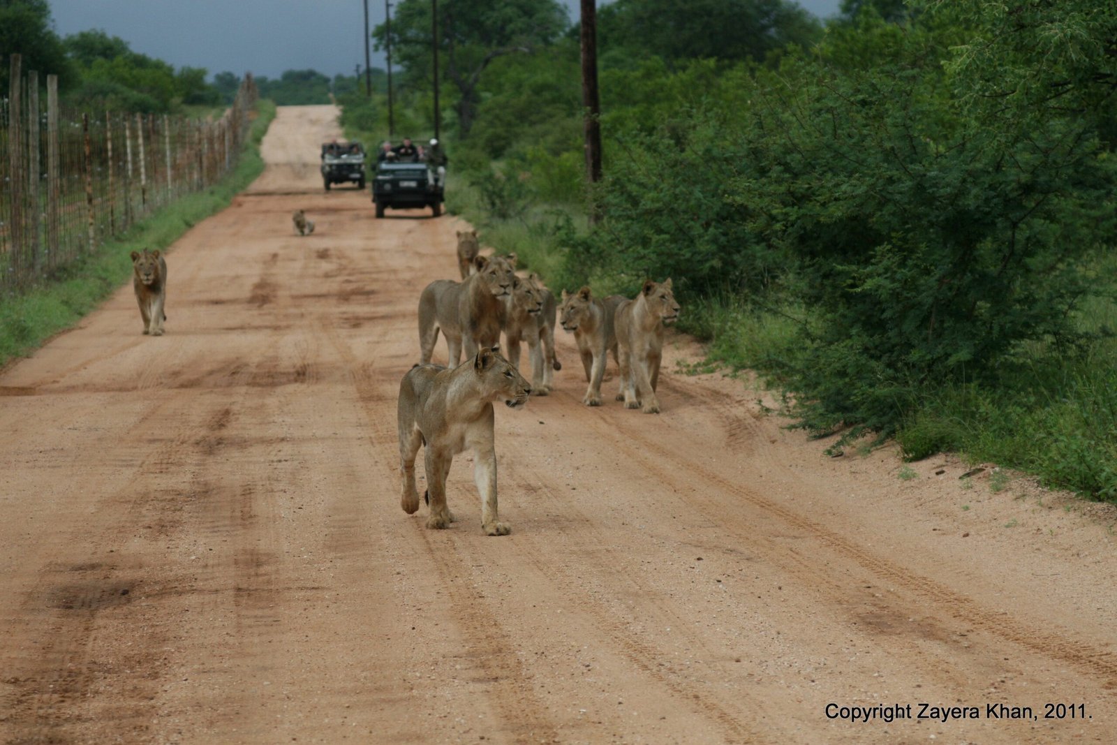 A lion pride walks on a dirt road with vehicles behind near Hoedspruit.