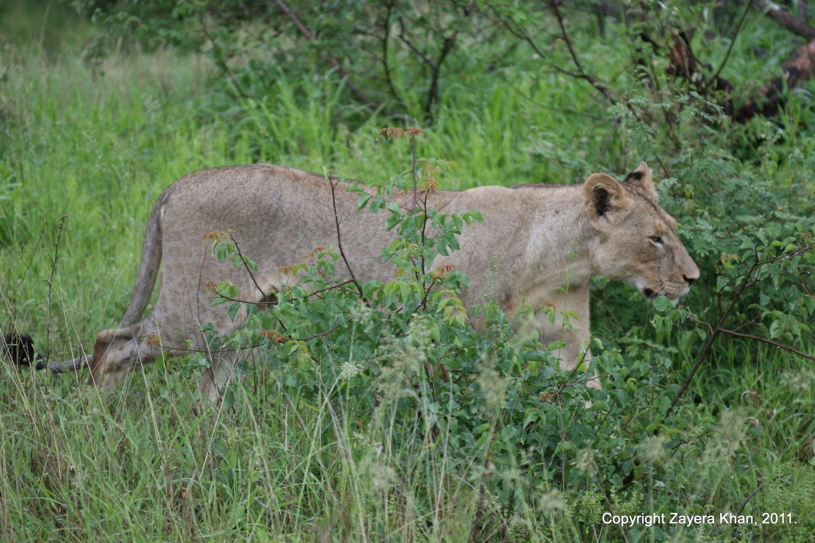 A lioness walks behind green bushes near Hoedspruit.