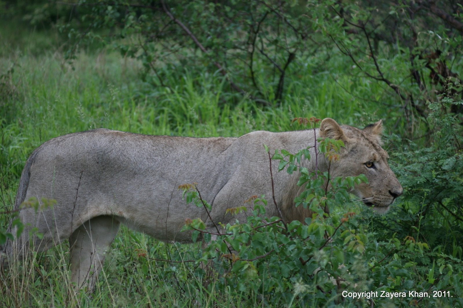 A lioness walks through green bush near Hoedspruit, South Africa.