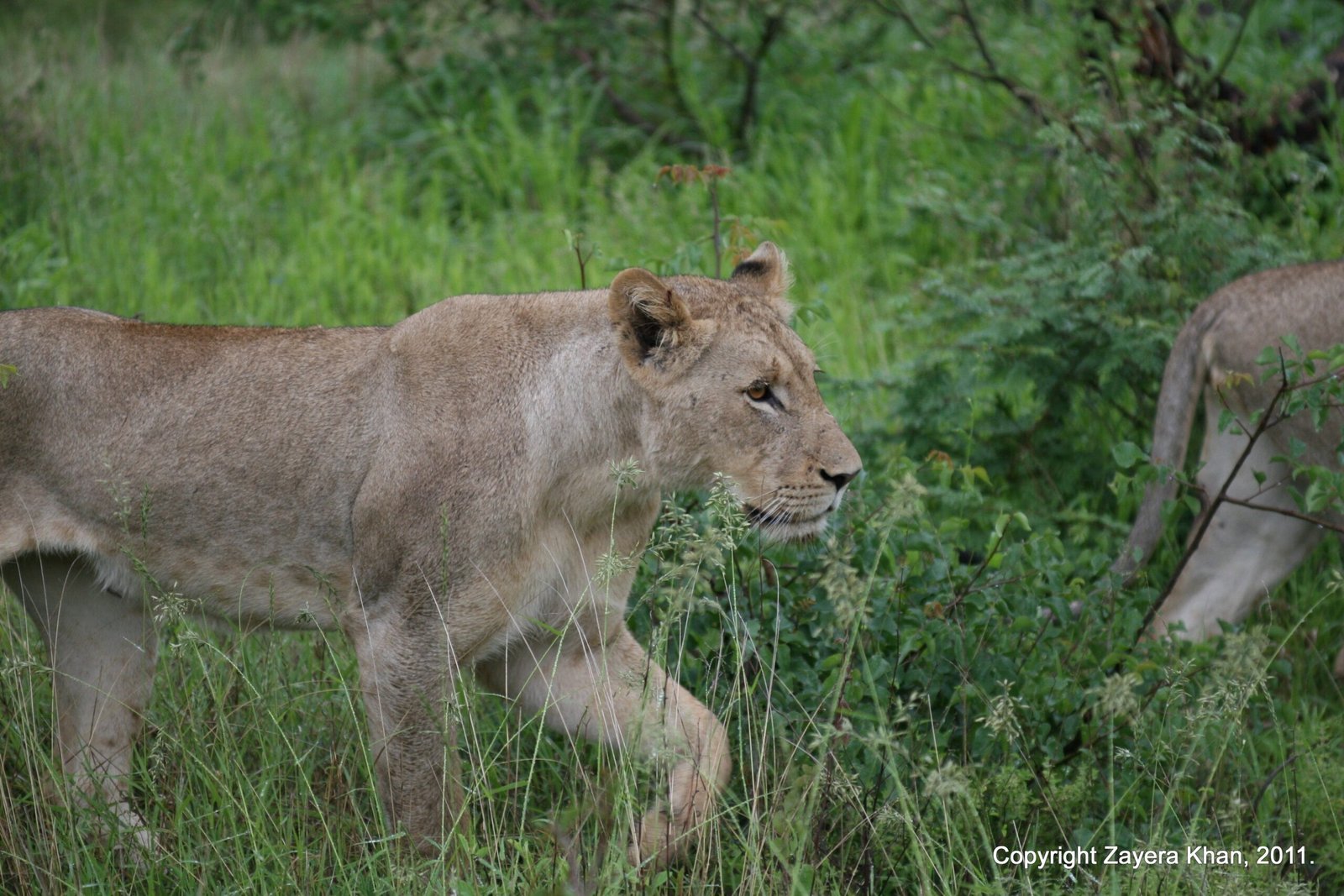 A lioness walks in green grass near Hoedspruit, South Africa.