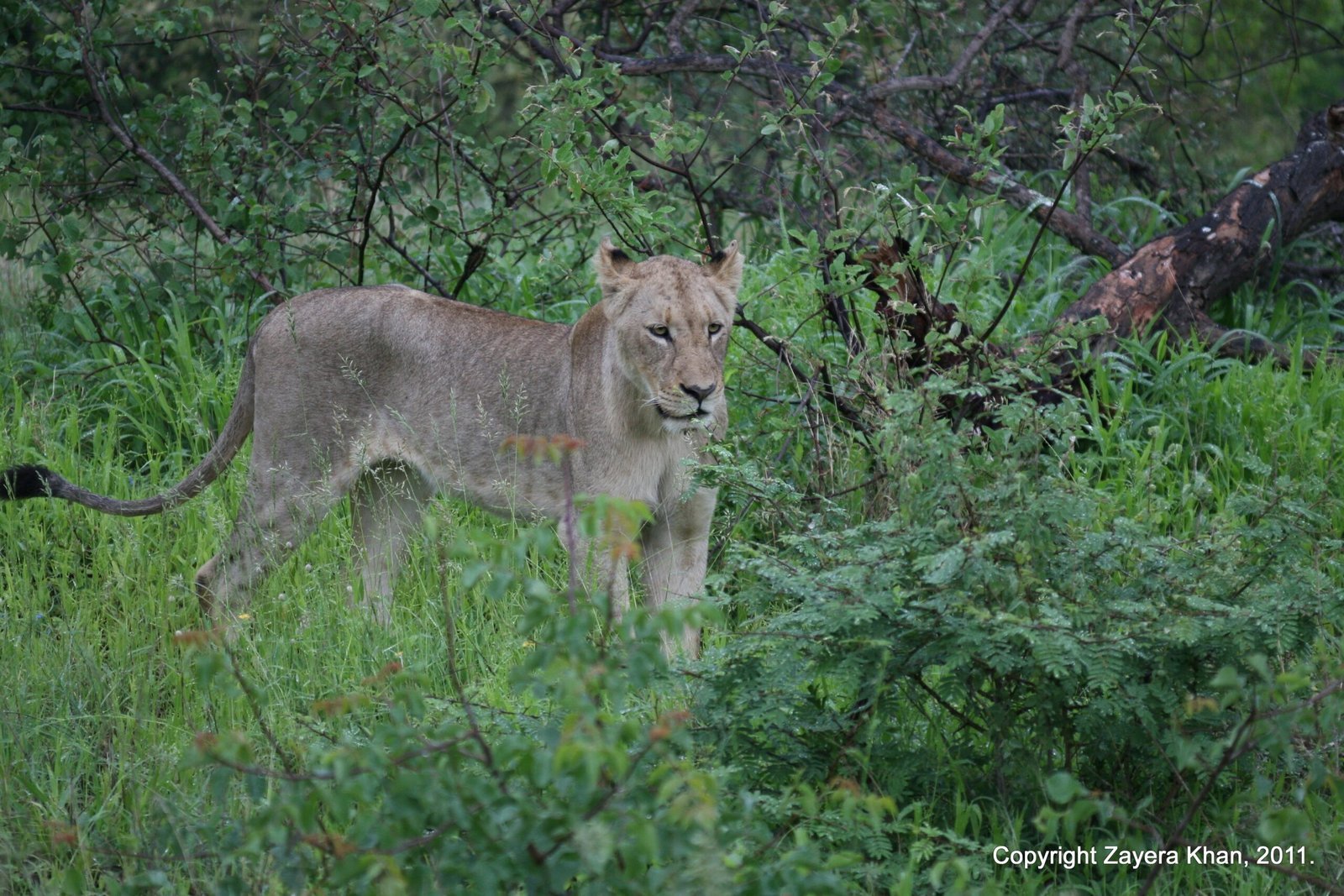 A lioness stands in thick green bush near Hoedspruit.