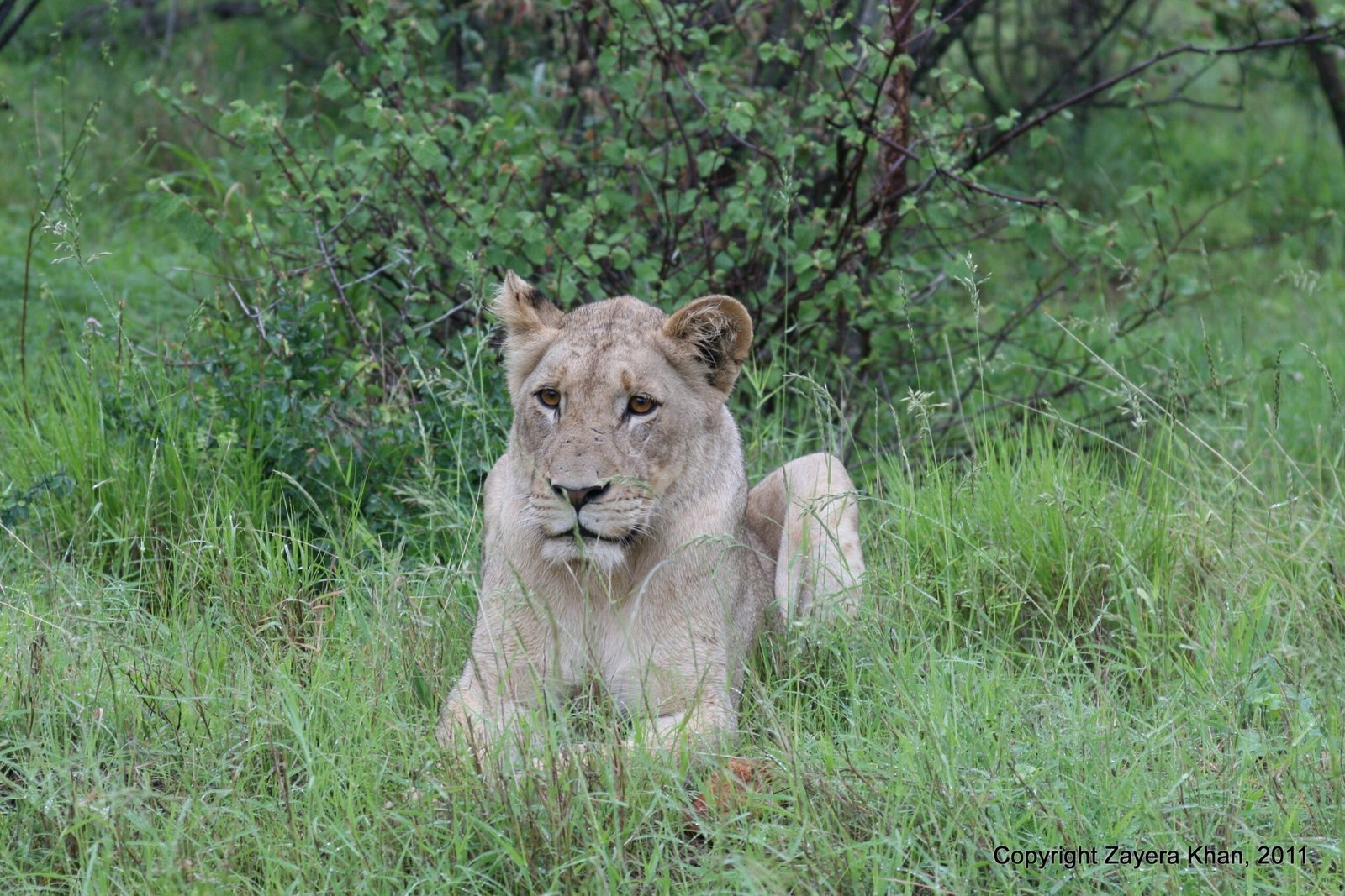 A lioness lies in green grass and looks at the camera near Hoedspruit.
