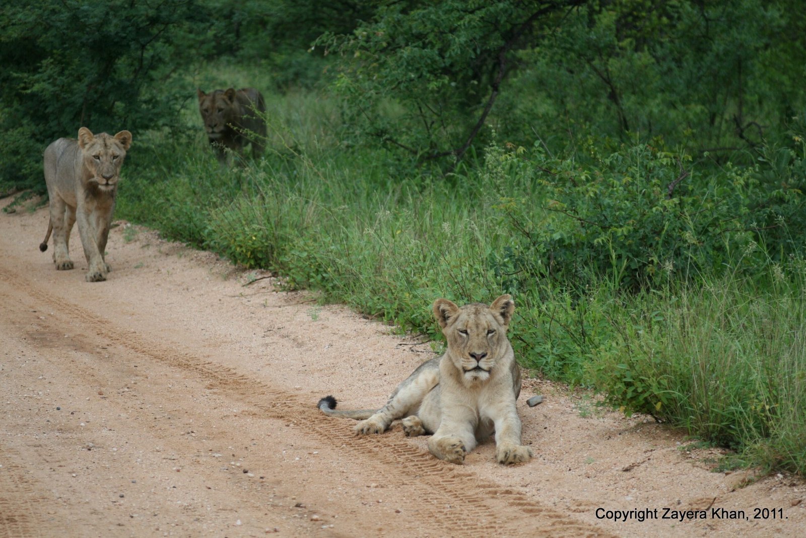 A lioness lies on a sandy road while another walks behind near Hoedspruit.