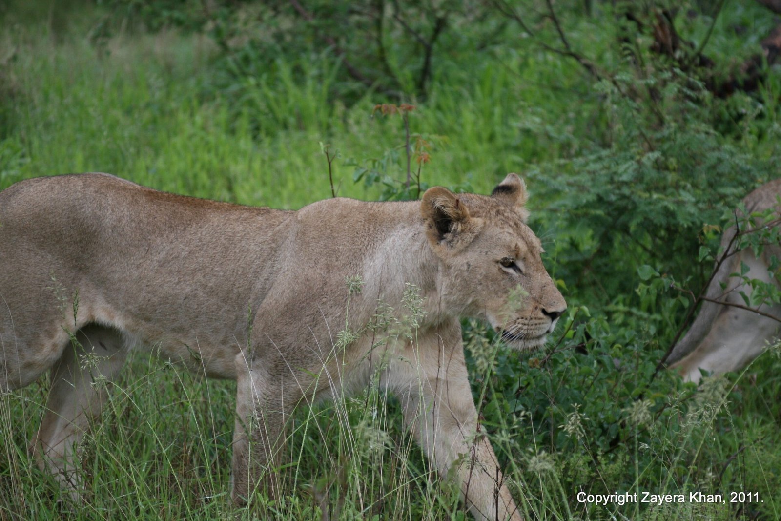 A lioness walks through tall green grass near Hoedspruit.