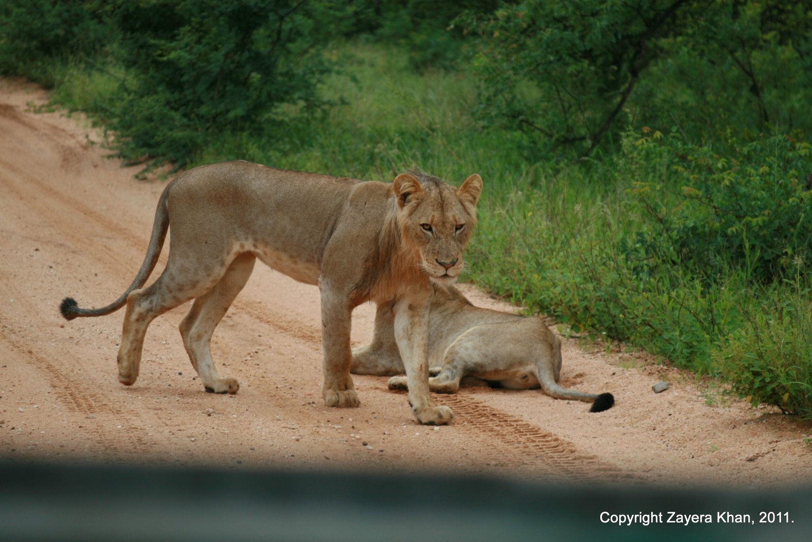 Two lionesses stand and rest on a sandy road near Hoedspruit, South Africa.