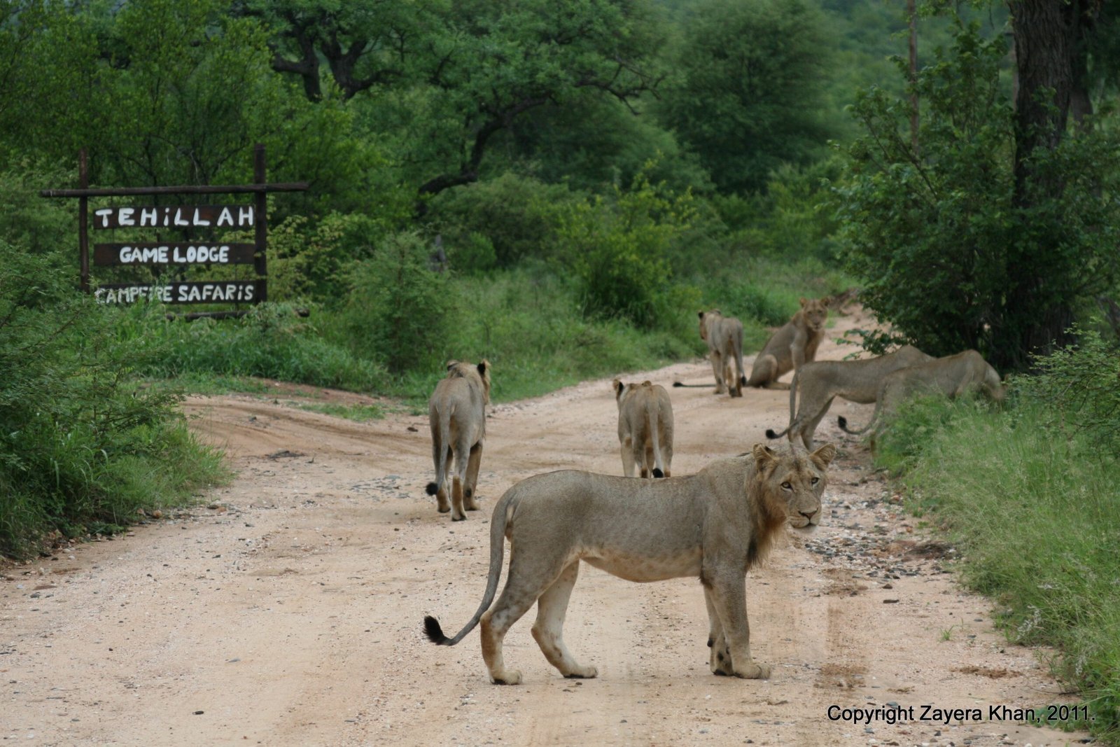 Lions stand on the road in front of a Campfire Safaris sign near Hoedspruit.