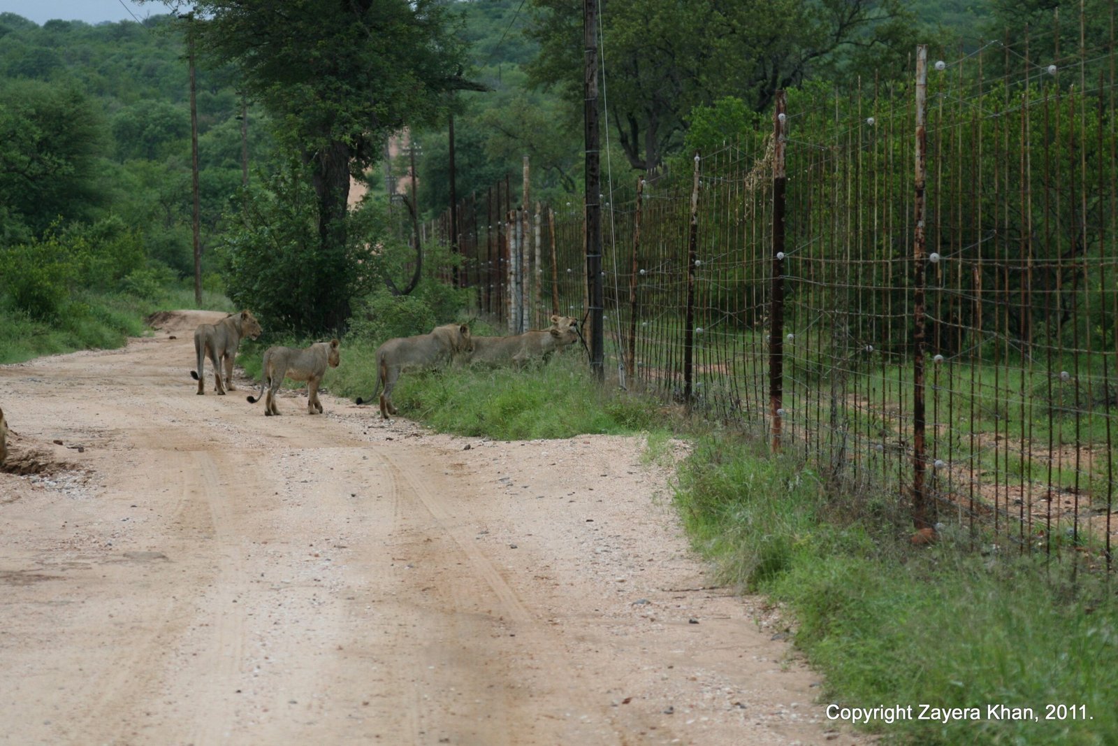 Lions walk along a fence line on a sandy road near Hoedspruit.