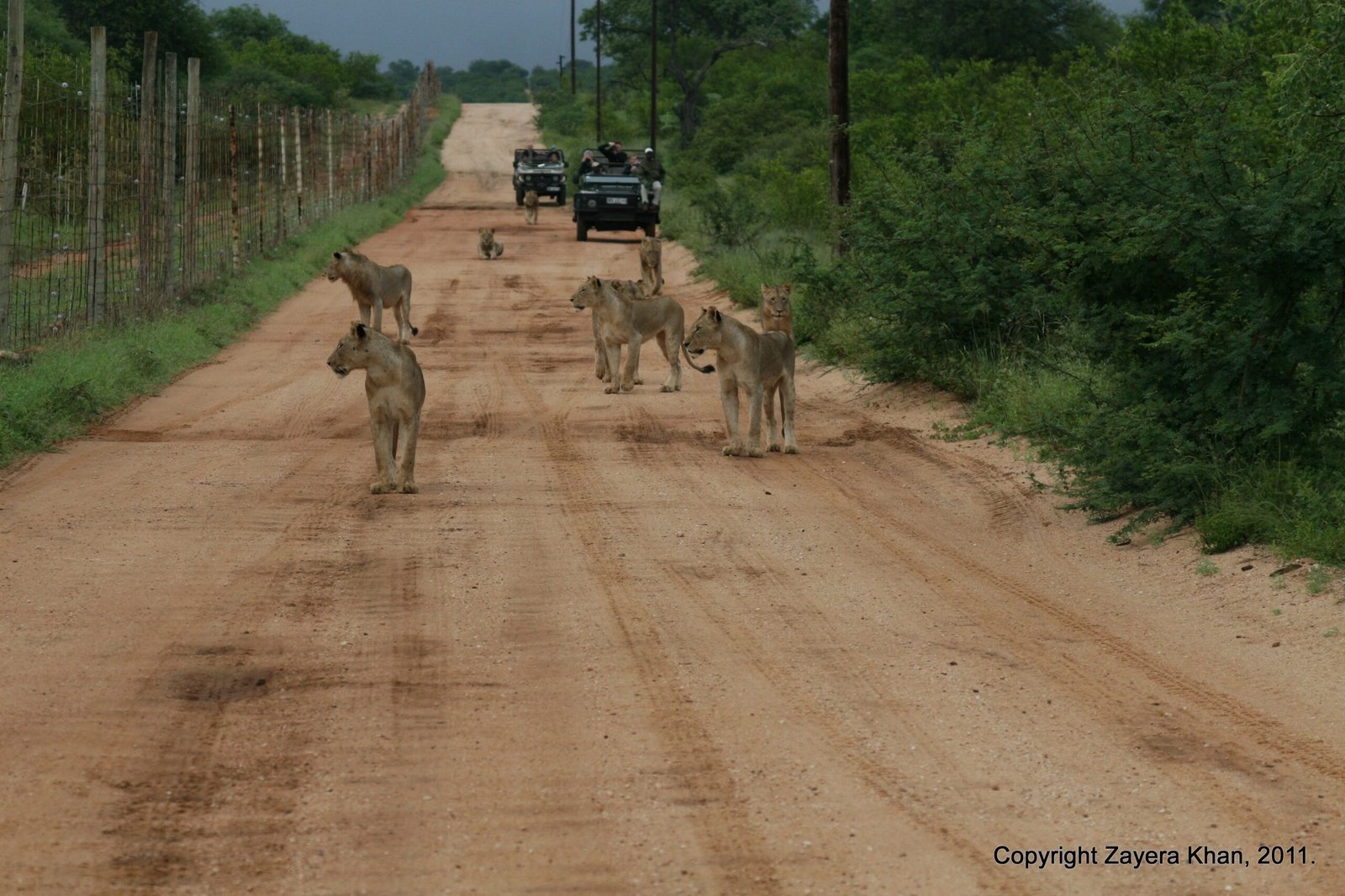 Lions walk on a sandy road beside a fence near Hoedspruit.