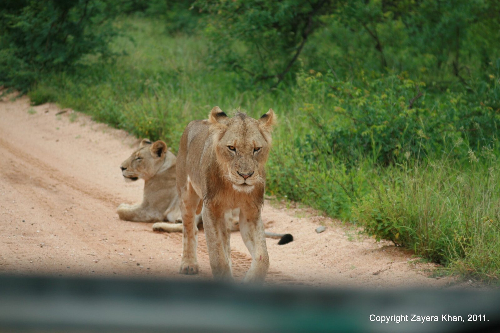 Two lions walk and rest on a sandy track in front of the vehicle near Hoedspruit.