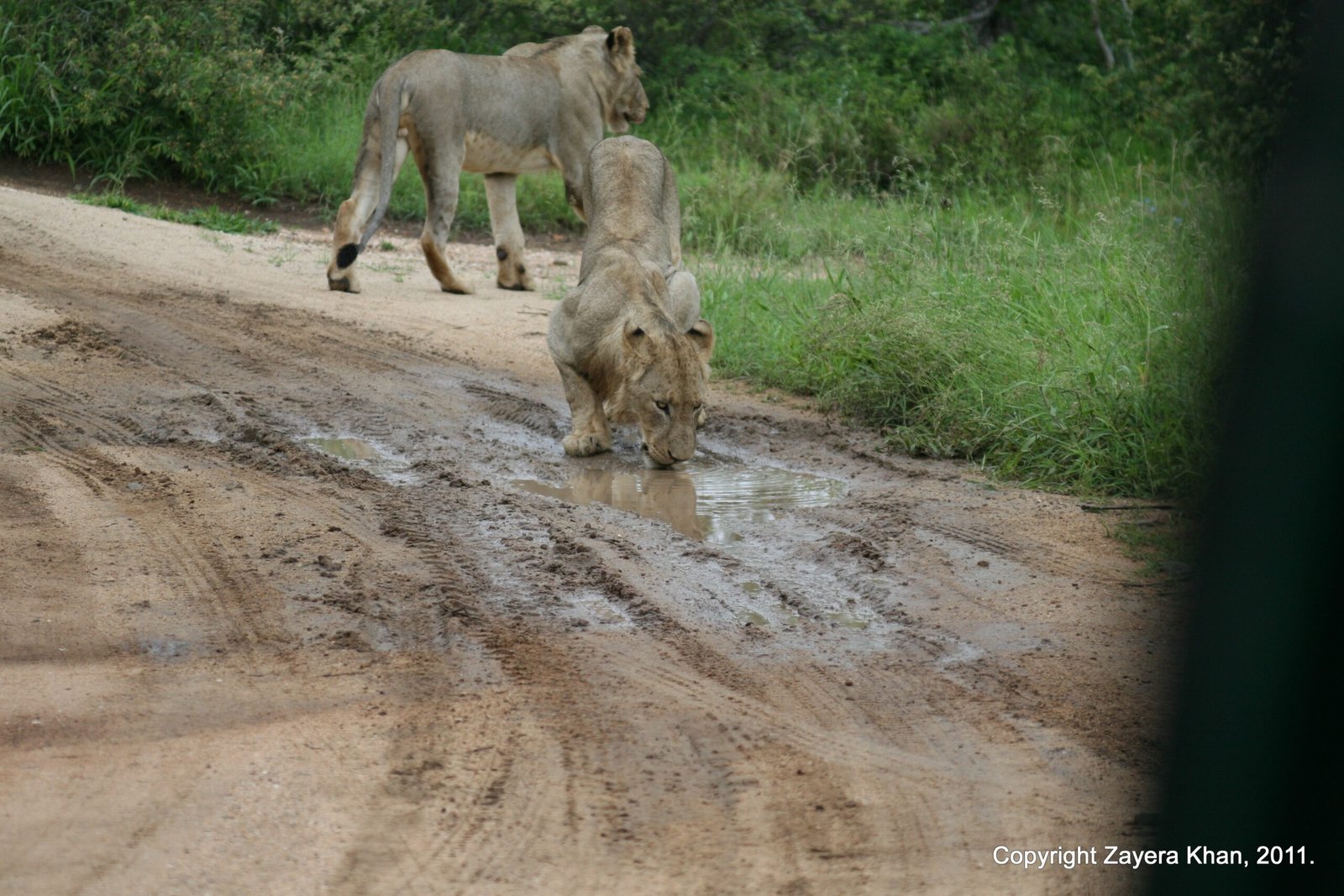Two lions walk on a wet sandy road near Hoedspruit.
