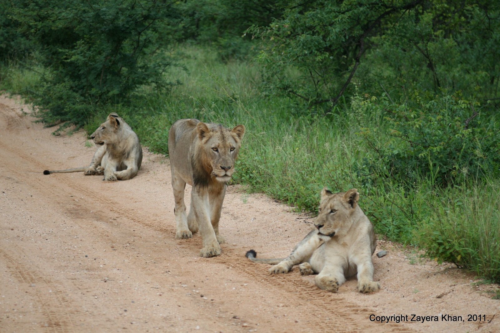 Three lions rest and walk on a sandy road near Hoedspruit.