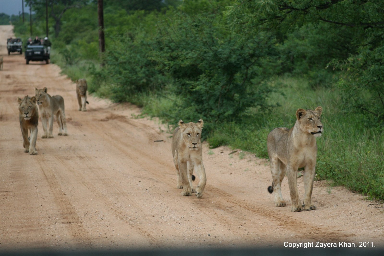 A group of lions walks on a red dirt road with vehicles behind near Hoedspruit.