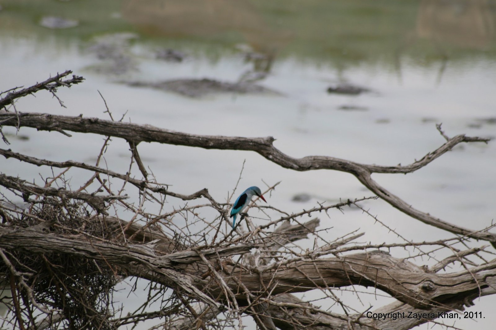 A small kingfisher sits among dead branches over a waterhole near Hoedspruit.