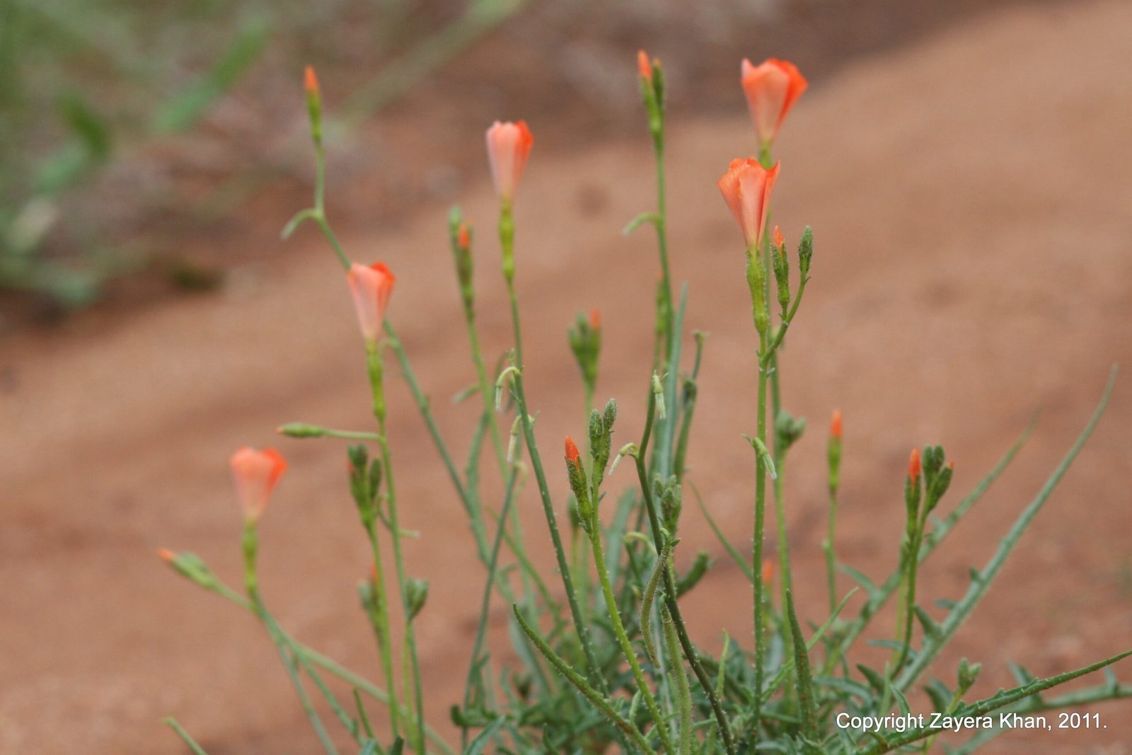Orange wild flowers grow beside a red sand road near Hoedspruit, South Africa.