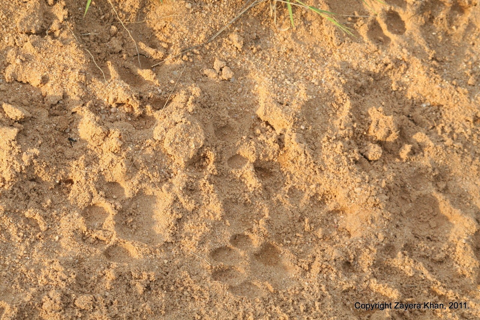 Many paw prints show in red sand on a bush road near Hoedspruit.