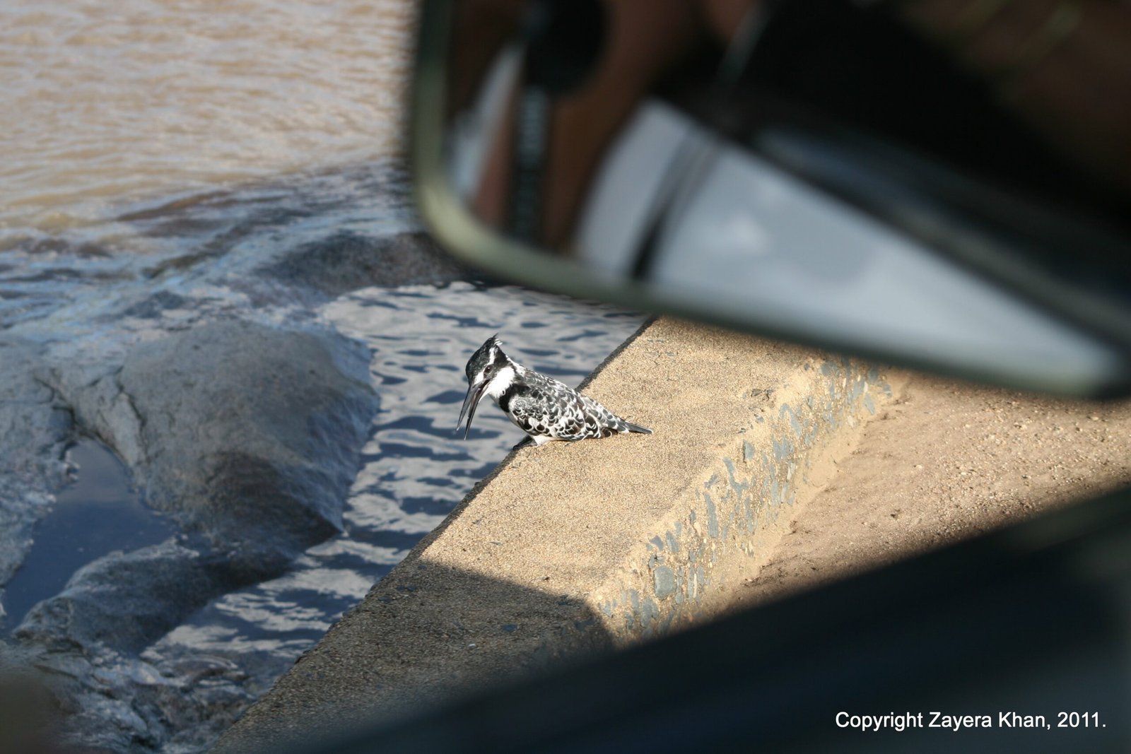 A pied kingfisher sits on a concrete edge by the water, seen from a car near Hoedspruit.