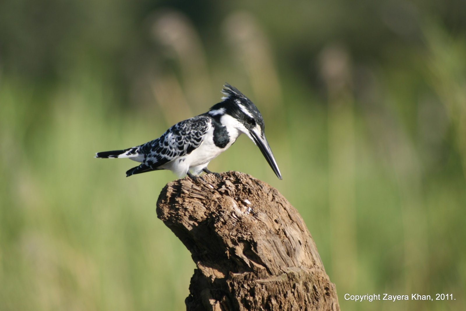 A pied kingfisher sits on a tree stump in front of green grass near Hoedspruit.