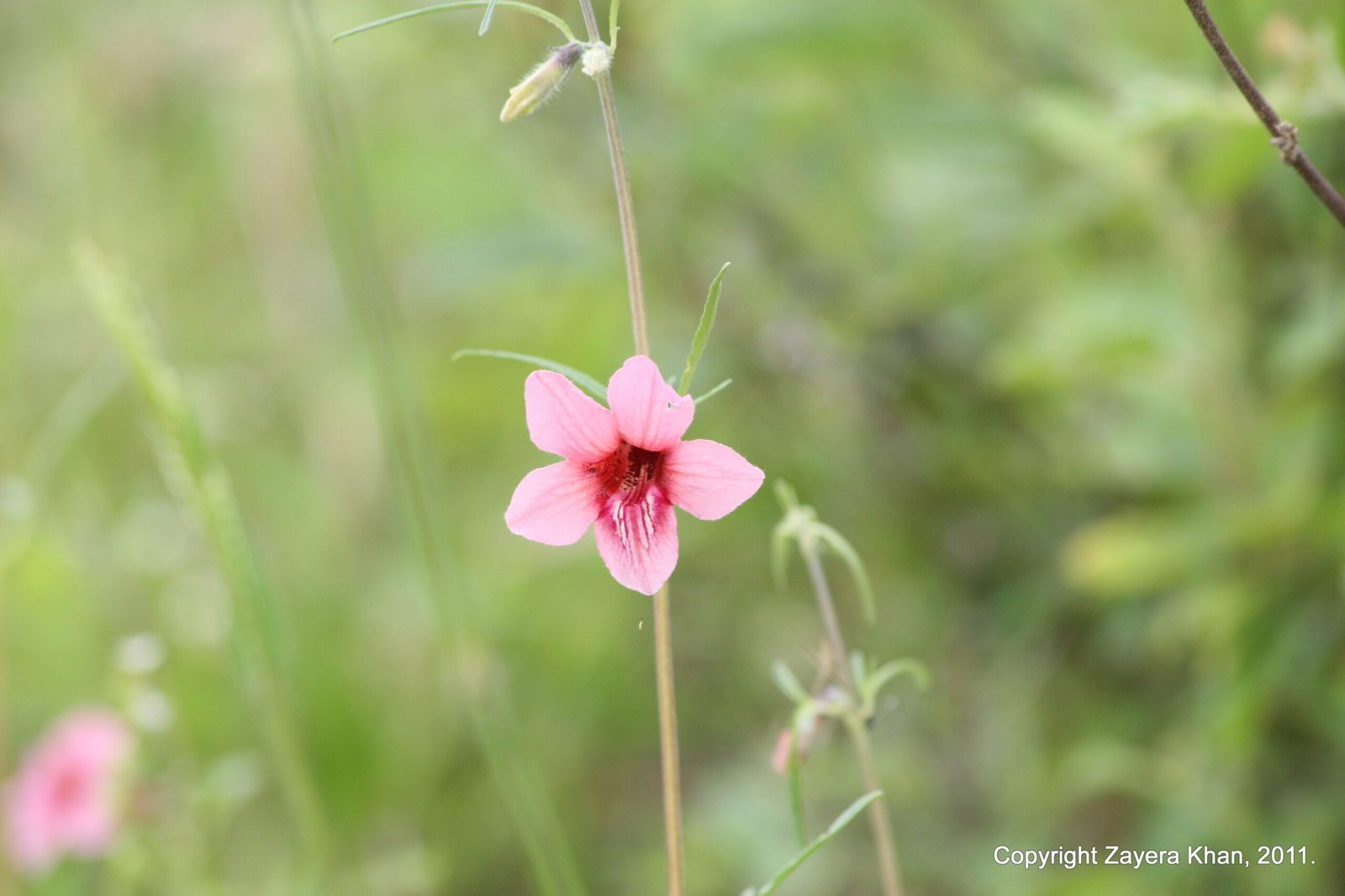 A pink wild flower grows on a thin stem in green grass near Hoedspruit.