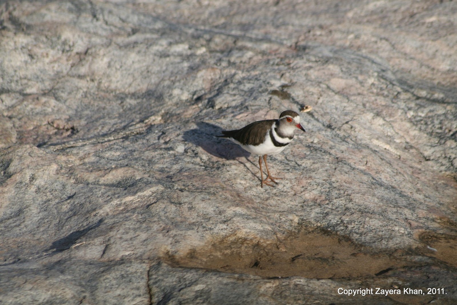 A small plover with dark bands stands on a grey rock near Hoedspruit.