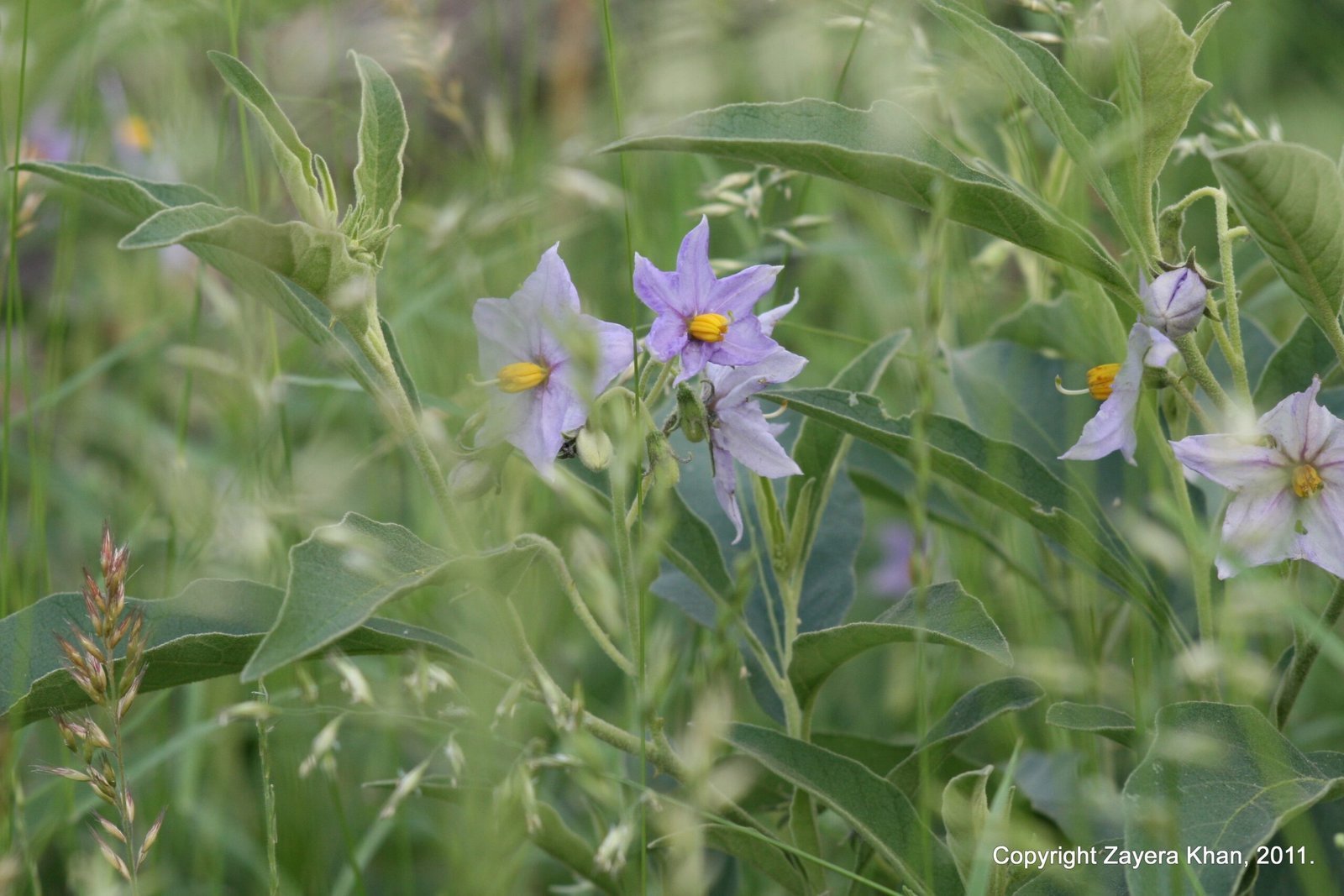 Purple wild flowers with yellow centres grow in the bush near Hoedspruit.