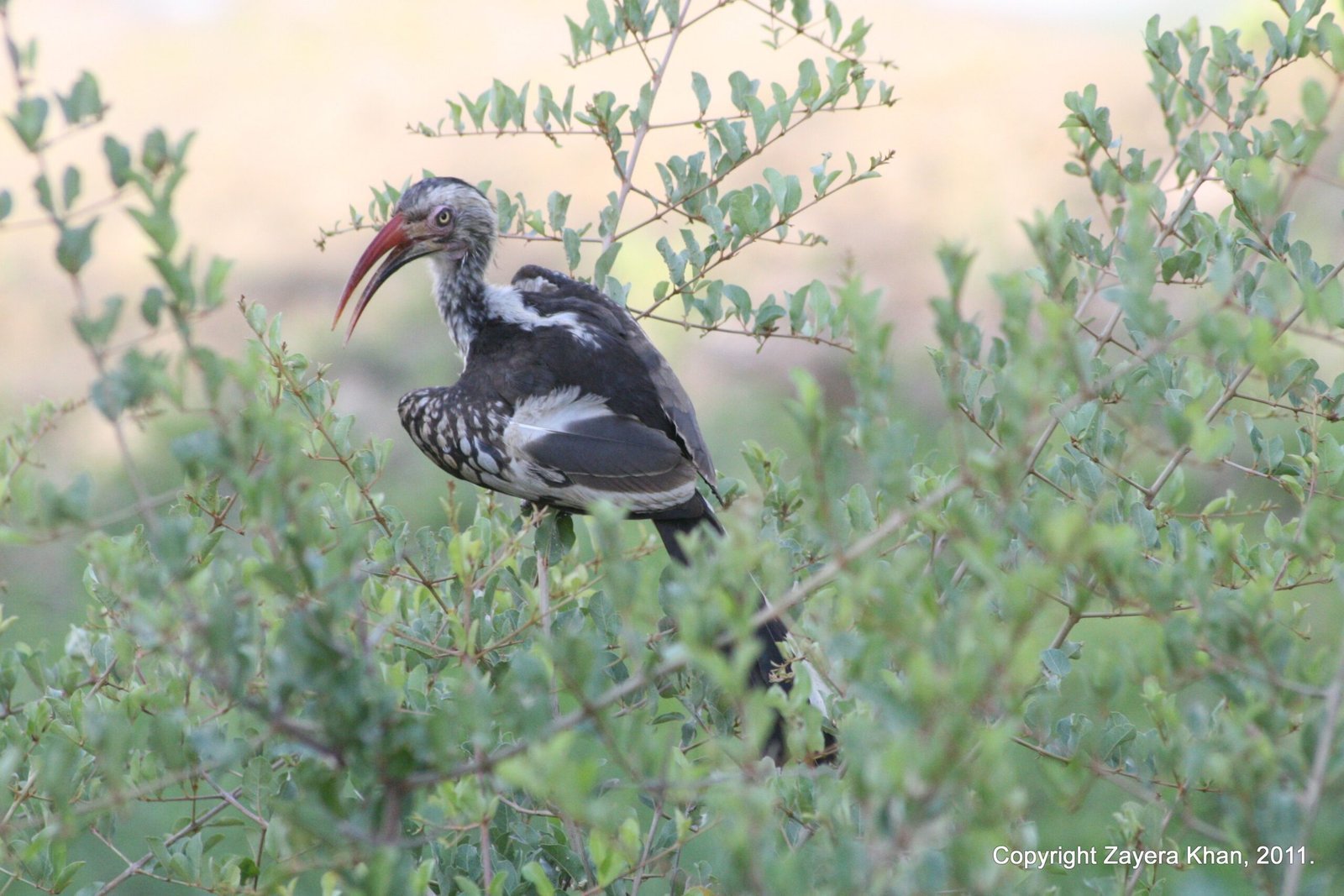 A red-billed hornbill sits in a green bush near Hoedspruit, South Africa.