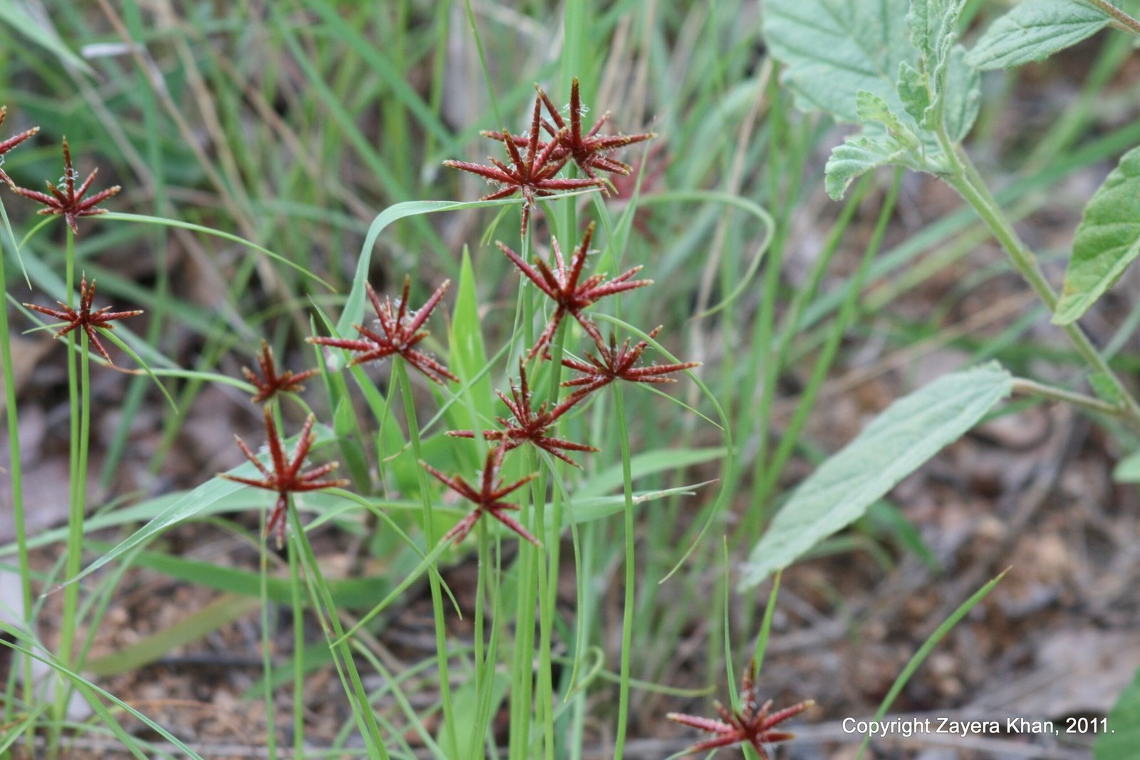 Small red star-shaped flowers grow in green grass near Hoedspruit.